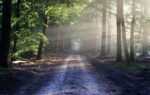 avenue, trees, path, sunbeams, sunrays, woods, woodlands, forest, trail, forest path, forest trail, nature path, nature trail, nature, landscape, netherlands, forest, forest, nature, nature, nature, nature, nature